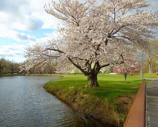 BRANCH BROOK PARK